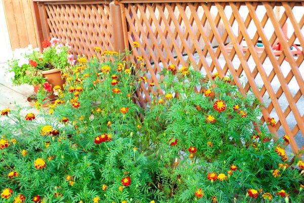 Cost of Decorative Lattice Mounting in Peachtree City