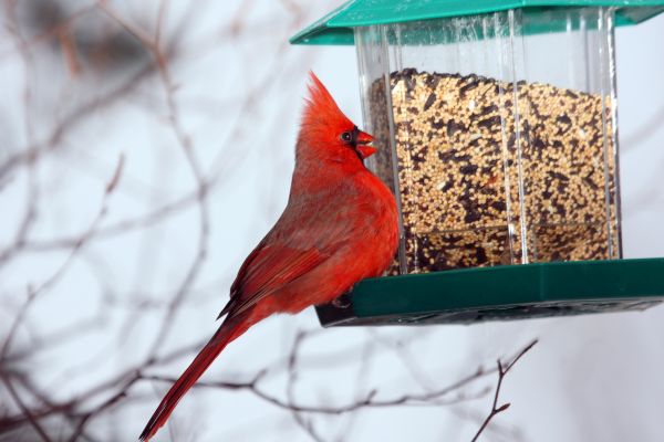 Bird Feeder Hanging in Peachtree City