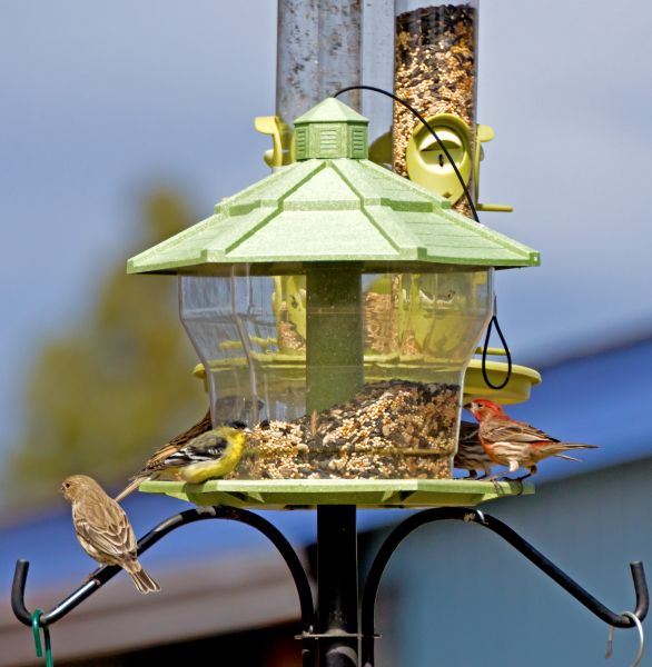 Cost of Bird Feeder Installation in Peachtree City
